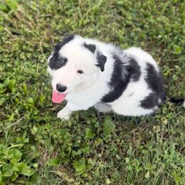 Charger - Black and white male Border Collie puppy in Owenton, Kentucky from Three16 Ranch