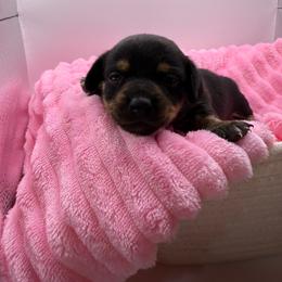 Macaroni - Black and tan female Dachshund puppy in Mountain Home, Arkansas from Furry Friends Kennel