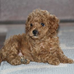 Cavapoo, Poodle, and Springerdoodle Puppies from Sugarland Puppies