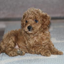 Cavapoo, Poodle, and Springerdoodle Puppies from Sugarland Puppies