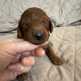 Purple collar - Red  female Poodle puppy in Riverside, California from Riverside red poodles