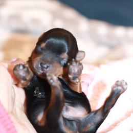 Yorkshire Terrier Puppies from Essence of Grace Yorkies