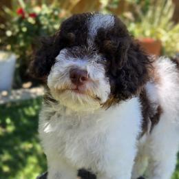 Poodles from Isabella's Babies