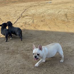 French Bulldog and Labrador Retriever Puppies from Desiree Ortiz's French Bull Dogs and Labrador Retrievers