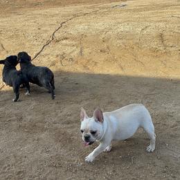 French Bulldog and Labrador Retriever Puppies from Desiree Ortiz's French Bull Dogs and Labrador Retrievers