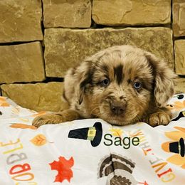 Sage - Red merle Miniature Australian Shepherd puppy in Washington, Oklahoma from Okie Aussies