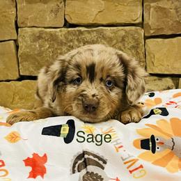 Sage - Red merle Miniature Australian Shepherd puppy in Washington, Oklahoma from Okie Aussies