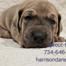 Sprout- Blue Fawn Female - Blue female Great Dane puppy in Grass Lake, Michigan from Harrison Danes