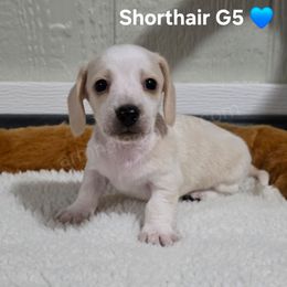 G5 - Cream male Dachshund puppy in Jacksonville, Texas from ArmnalegRanch LLC