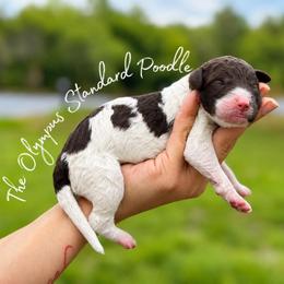 Eloise Bridgerton - Parti female Poodle puppy in Spring Hills, Florida from The Olympus Standard Poodle