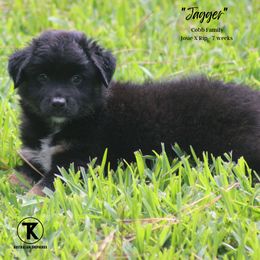 Australian Shepherd, Miniature American Shepherd, Miniature Australian Shepherd, and Toy Australian Shepherd Puppies from TK Standard, Mini, & Toy Aussies