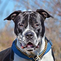 Dill - Alapaha Blue Blood Bulldog