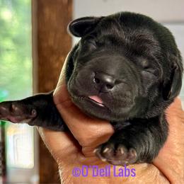 Mia - Black female Labrador Retriever puppy in Sullivan, Missouri from O’Dell Labs