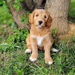 Kit - Apricot male Australian Labradoodle puppy in Harrisonburg, Virginia from Crown Doodles