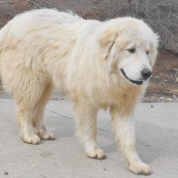 Snyper - Great Pyrenees