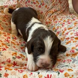 Bailey - Liver and white male English Springer Spaniel puppy in St Johnsbury, Vermont from Paradise Valley Springers