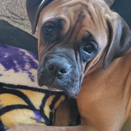 Boxer All Grown Up from Sunshine Boxers 95988