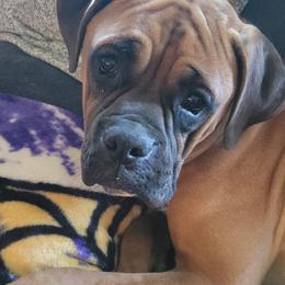 Boxer All Grown Up from Sunshine Boxers 95988
