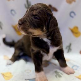 Boy1 - Red tri-color male Aussiedoodle puppy in Liberty, Texas from Poodles and Doodles Most Excellent Adventures