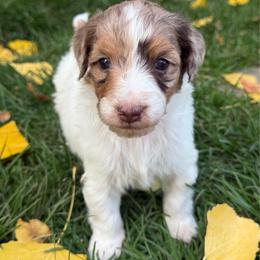 Biscoff - Brown merle male Aussiedoodle puppy in Heber City, Utah from Junipersdoodles