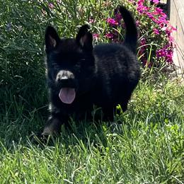 German Shepherd Puppies from Vecne Stesti German Shepherd Dogs