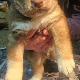Arthur - Red and white male Siberian Husky puppy in Louisville, Kentucky from Wild Hunt Huskies