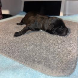 Cashew - Black male Miniature Schnauzer puppy in Perris, California from P1 Family Canines