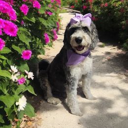 Berdie - Bernedoodle