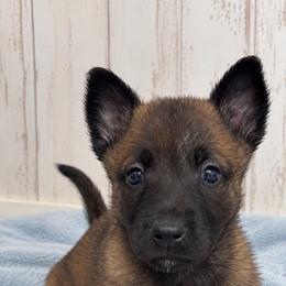 Dark Sable Girl - Red sable female Belgian Malinois puppy in Columbia, South Carolina from Kaizen Ruach Malinois