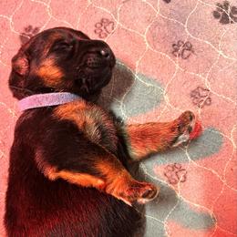 Boy 1 - Black and red male German Shepherd puppy in Puyallup, Washington from Majestic Royal German Shepherd’s