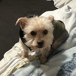 Boy - Yorkshire Terrier