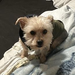 Boy - Yorkshire Terrier