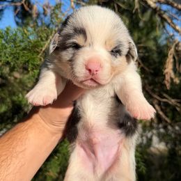 Everest (Financing Available) - Blue merle and white male American Corgi puppy in Inverness, Florida from Canaan Farm Corgis