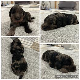 Blue Merle Girl - Merle female Goldendoodle puppy in Lancaster, South Carolina from Silver Hill Farm SC