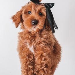 Liberty (Pink Collar) - Red  female Goldendoodle puppy in Beaverton, Oregon from Henry Elliots