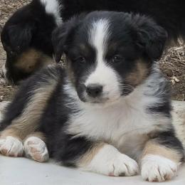 Pancake - Black tri-color male Australian Shepherd puppy in Burbank, South Dakota from Dakota Rose Aussies