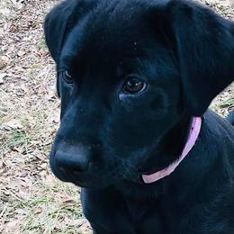 Chihuahuas and Labrador Retrievers from West Texas Labradors