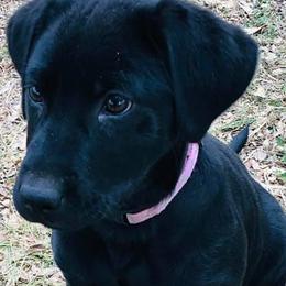Chihuahuas and Labrador Retrievers from West Texas Labradors