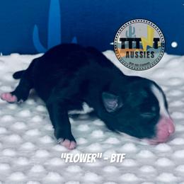 Flower - Black tri-color female Australian Shepherd puppy in Tucson, Arizona from TTTNT Aussies