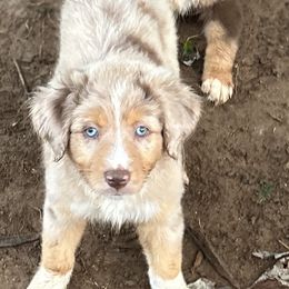 Stormy ASDR - Red merle male Australian Shepherd puppy in Johnson City, Tennessee from St. Isidore's Australian Shepherds