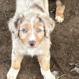 Stormy ASDR - Red merle male Australian Shepherd puppy in Johnson City, Tennessee from St. Isidore's Australian Shepherds