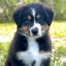 Turquoise - Black tri-color Australian Shepherd puppy in Florida from Florida Australian Shepherds