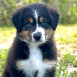 Turquoise - Black tri-color Australian Shepherd puppy in Florida from Florida Australian Shepherds