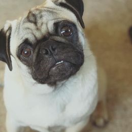 Pugs from Perfect Choice Furbabies