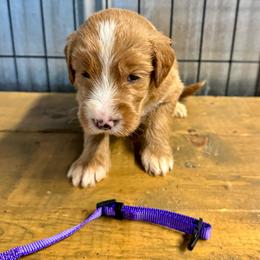 Purple collar female - Red  female Goldendoodle puppy in Valdosta, Georgia from Fifth Day Farm