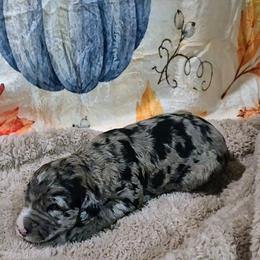 Spice - Blue merle female Sheepadoodle puppy in Austin, Texas from Darling Doodles