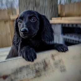 Dachshund Puppies from Valhallah Farms