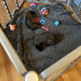 Belgian Malinois Puppies from MonStar Malinois