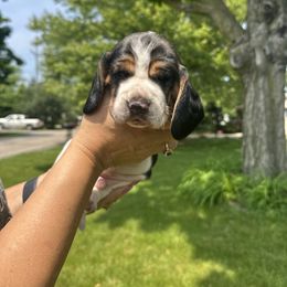 Basset Hound Puppies from Basset Hound Puppies of Michigan