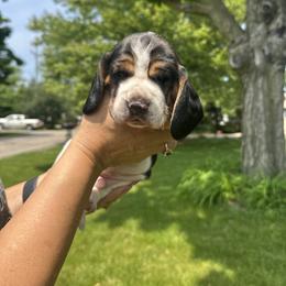 Basset Hound Puppies from Basset Hound Puppies of Michigan
